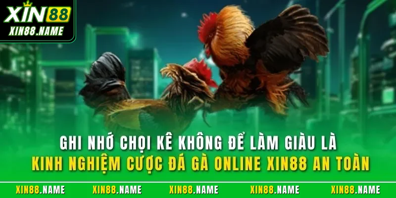 Ghi nhớ chọi kê không để làm giàu là kinh nghiệm cược đá gà online XIN88 an toàn