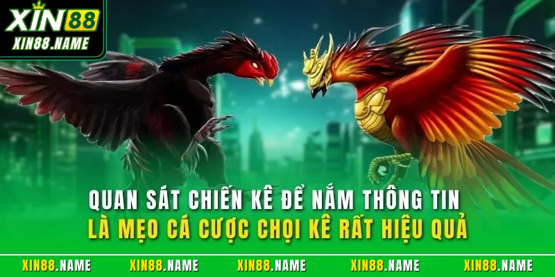 Quan sát chiến kê để nắm thông tin là mẹo cá cược chọi kê rất hiệu quả